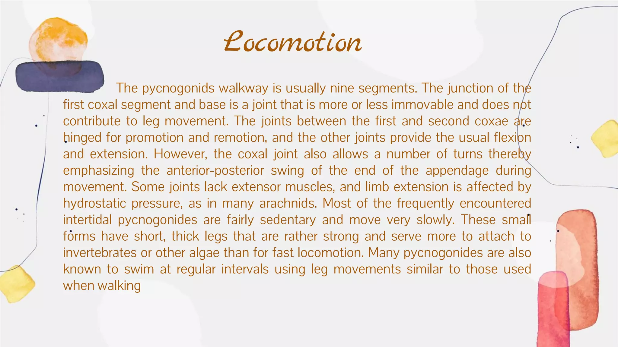 Locomotion
The pycnogonids walkway is usually nine segments. The junction of the
first coxal segment and base is a joint that is more or less immovable and does not
contribute to leg movement. The joints between the first and second coxae are
hinged for promotion and remotion, and the other joints provide the usual flexion
and extension. However, the coxal joint also allows a number of turns thereby
emphasizing the anterior-posterior swing of the end of the appendage during
movement. Some joints lack extensor muscles, and limb extension is affected by
hydrostatic pressure, as in many arachnids. Most of the frequently encountered
intertidal pycnogonides are fairly sedentary and move very slowly. These small
forms have short, thick legs that are rather strong and serve more to attach to
invertebrates or other algae than for fast locomotion. Many pycnogonides are also
known to swim at regular intervals using leg movements similar to those used
when walking
 