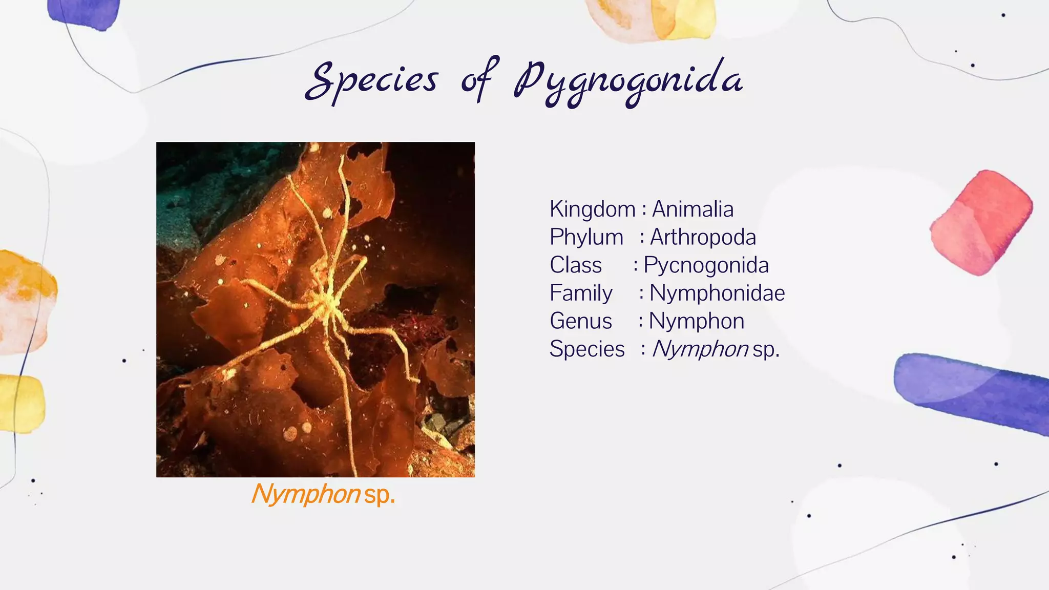 Nymphon sp.
Species of Pygnogonida
Kingdom : Animalia
Phylum : Arthropoda
Class : Pycnogonida
Family : Nymphonidae
Genus : Nymphon
Species : Nymphon sp.
 