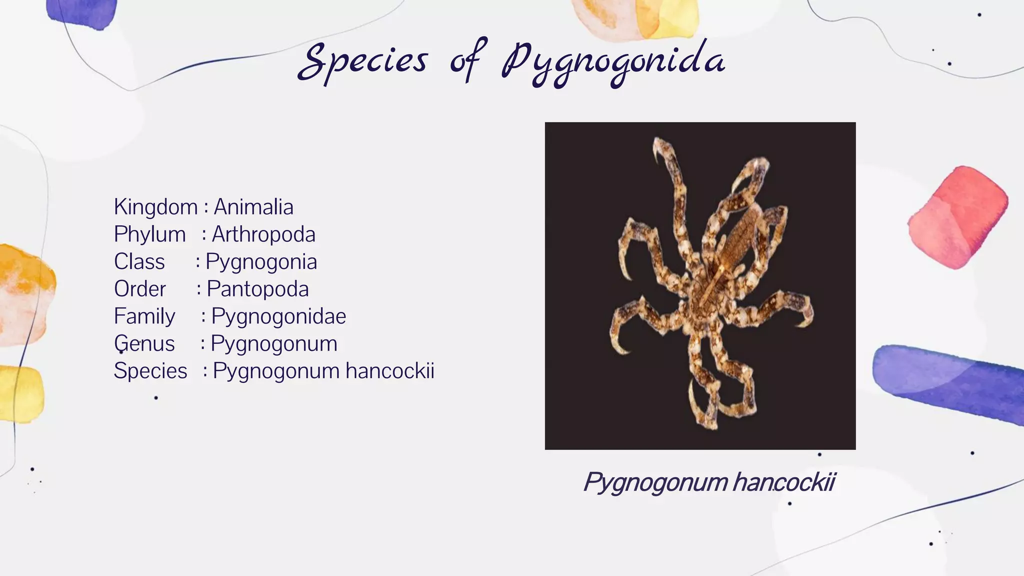 Pygnogonum hancockii
Species of Pygnogonida
Kingdom : Animalia
Phylum : Arthropoda
Class : Pygnogonia
Order : Pantopoda
Family : Pygnogonidae
Genus : Pygnogonum
Species : Pygnogonum hancockii
 