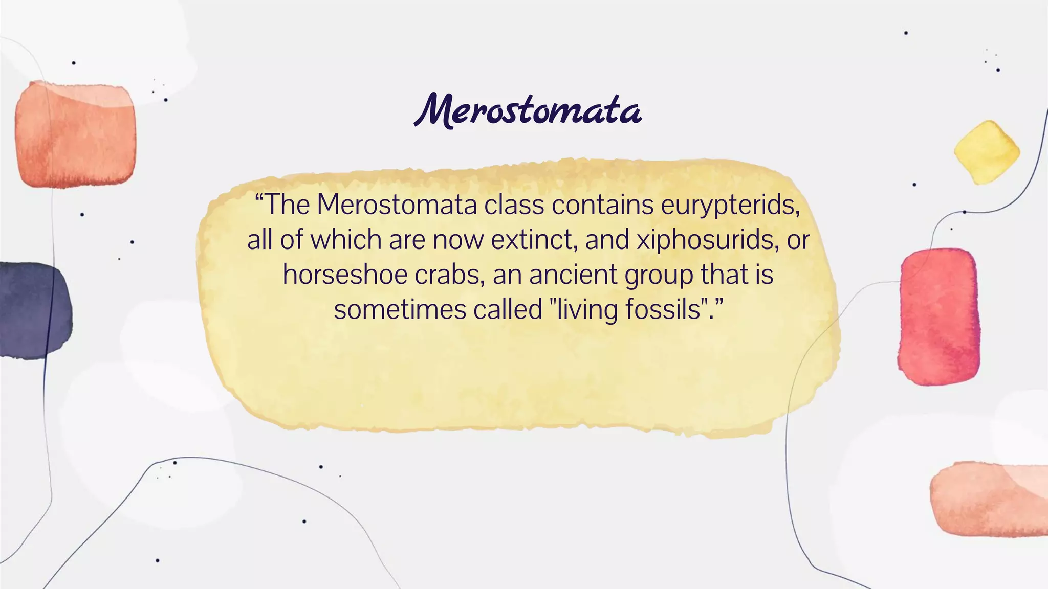 “The Merostomata class contains eurypterids,
all of which are now extinct, and xiphosurids, or
horseshoe crabs, an ancient group that is
sometimes called "living fossils".”
Merostomata
 