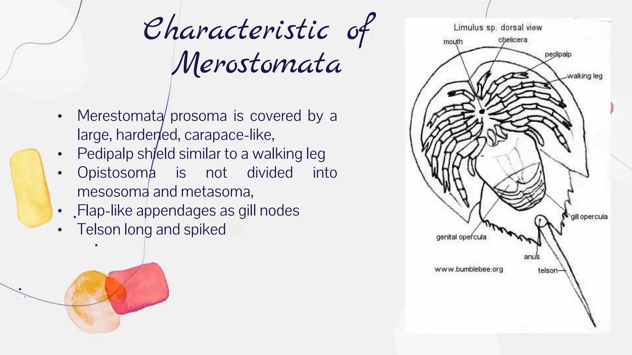 Characteristic of
Merostomata
• Merestomata prosoma is covered by a
large, hardened, carapace-like,
• Pedipalp shield similar to a walking leg
• Opistosoma is not divided into
mesosoma and metasoma,
• Flap-like appendages as gill nodes
• Telson long and spiked
 