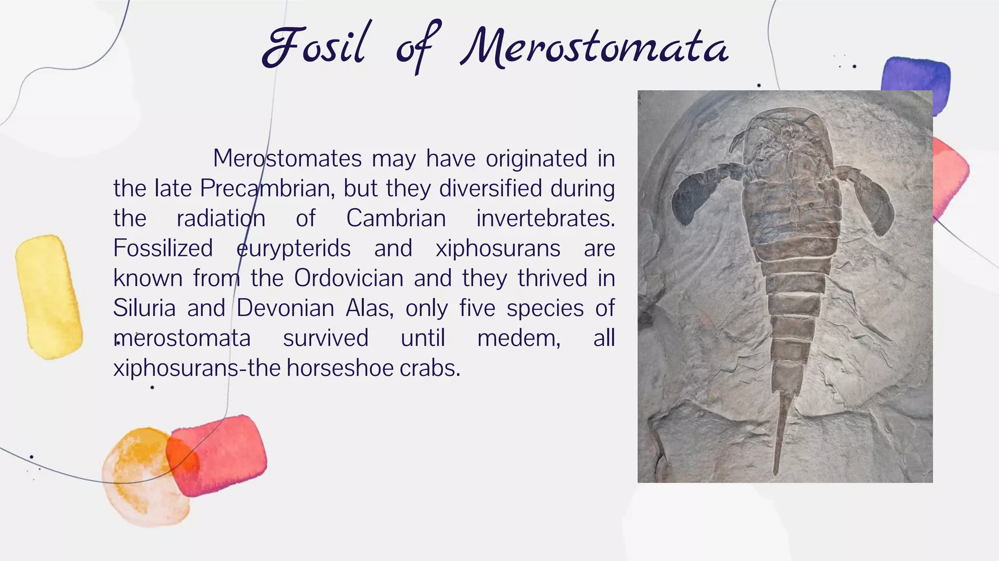 Fosil of Merostomata
Merostomates may have originated in
the late Precambrian, but they diversified during
the radiation of Cambrian invertebrates.
Fossilized eurypterids and xiphosurans are
known from the Ordovician and they thrived in
Siluria and Devonian Alas, only five species of
merostomata survived until medem, all
xiphosurans-the horseshoe crabs.
 