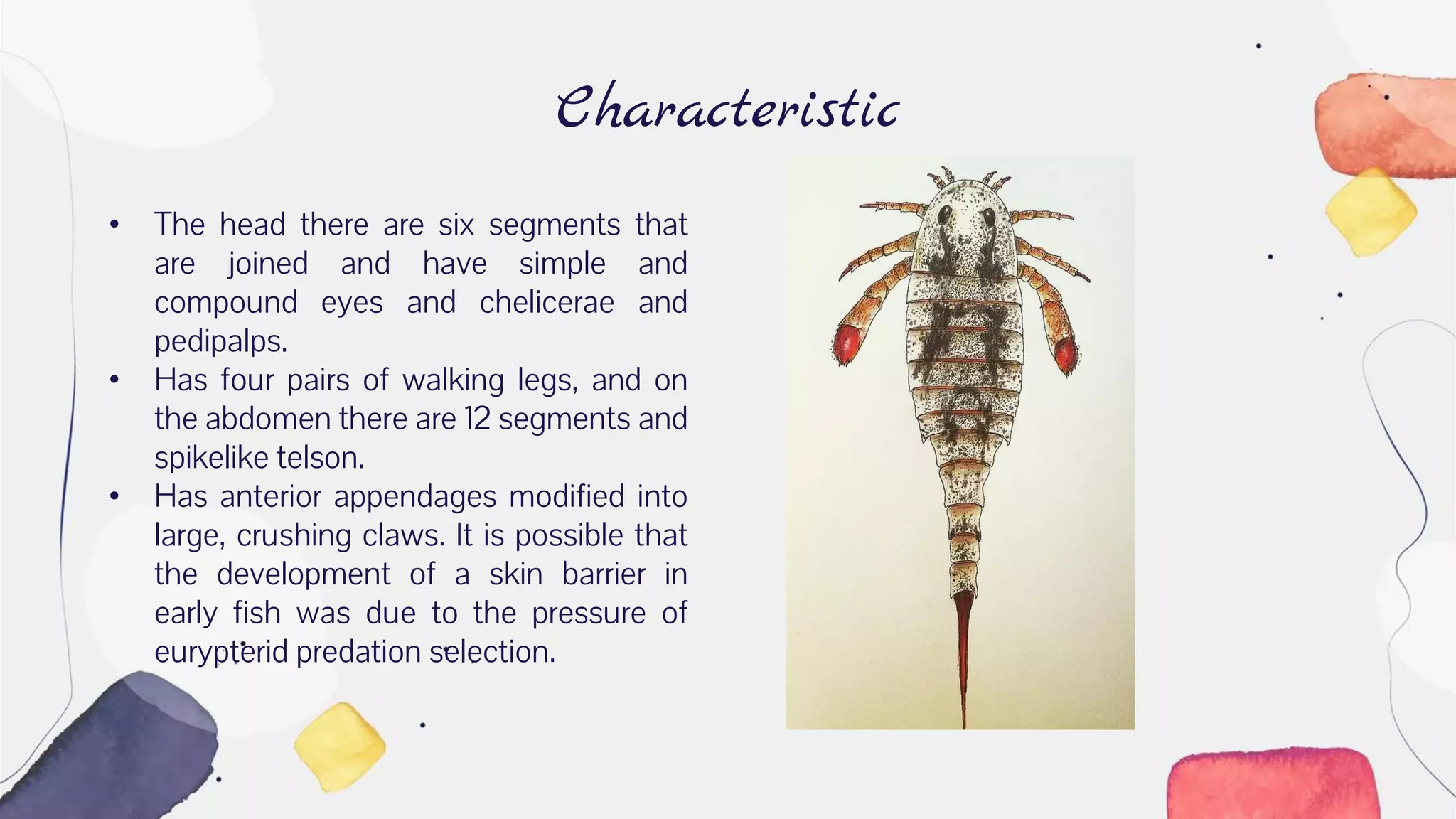 Characteristic
• The head there are six segments that
are joined and have simple and
compound eyes and chelicerae and
pedipalps.
• Has four pairs of walking legs, and on
the abdomen there are 12 segments and
spikelike telson.
• Has anterior appendages modified into
large, crushing claws. It is possible that
the development of a skin barrier in
early fish was due to the pressure of
eurypterid predation selection.
 