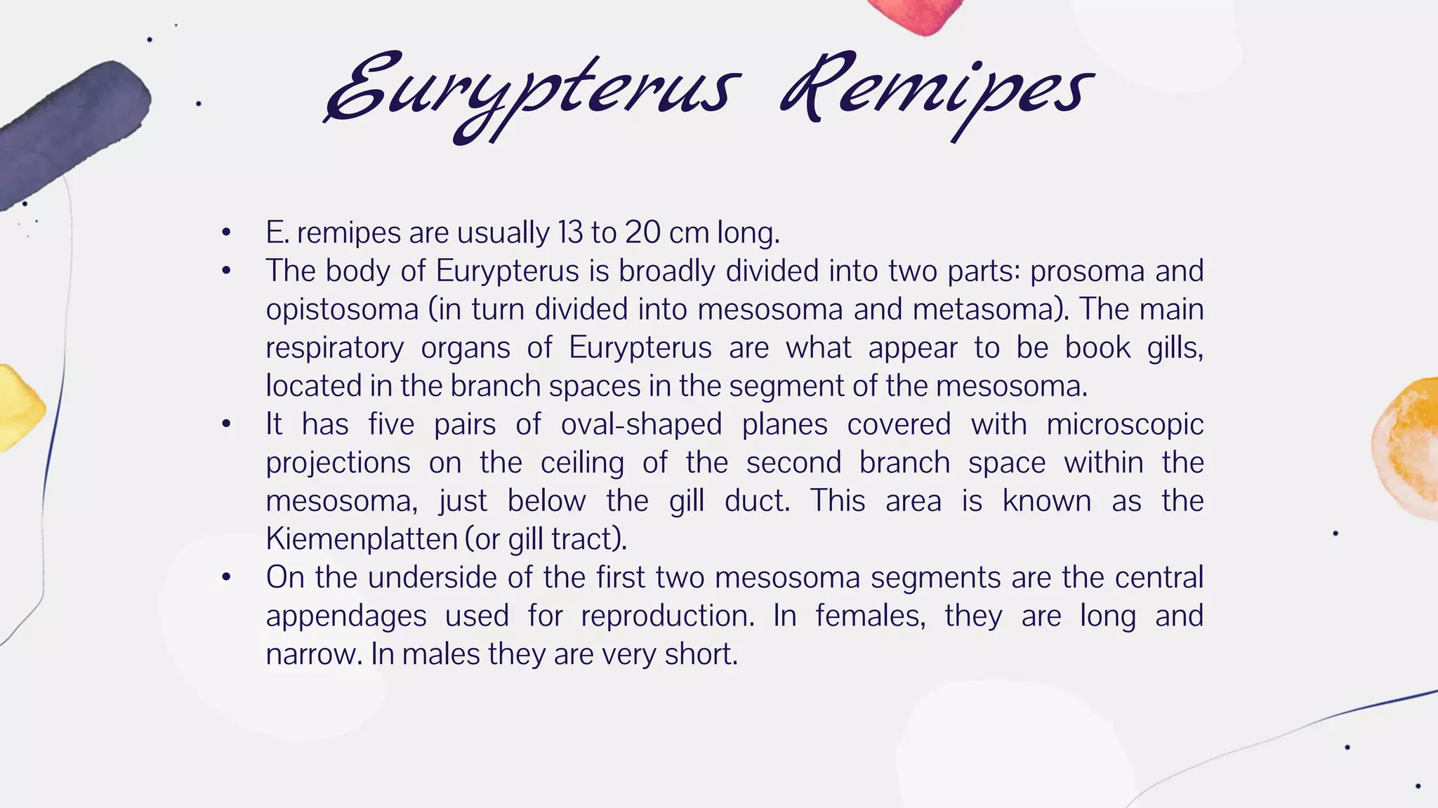 Eurypterus Remipes
• E. remipes are usually 13 to 20 cm long.
• The body of Eurypterus is broadly divided into two parts: prosoma and
opistosoma (in turn divided into mesosoma and metasoma). The main
respiratory organs of Eurypterus are what appear to be book gills,
located in the branch spaces in the segment of the mesosoma.
• It has five pairs of oval-shaped planes covered with microscopic
projections on the ceiling of the second branch space within the
mesosoma, just below the gill duct. This area is known as the
Kiemenplatten (or gill tract).
• On the underside of the first two mesosoma segments are the central
appendages used for reproduction. In females, they are long and
narrow. In males they are very short.
 
