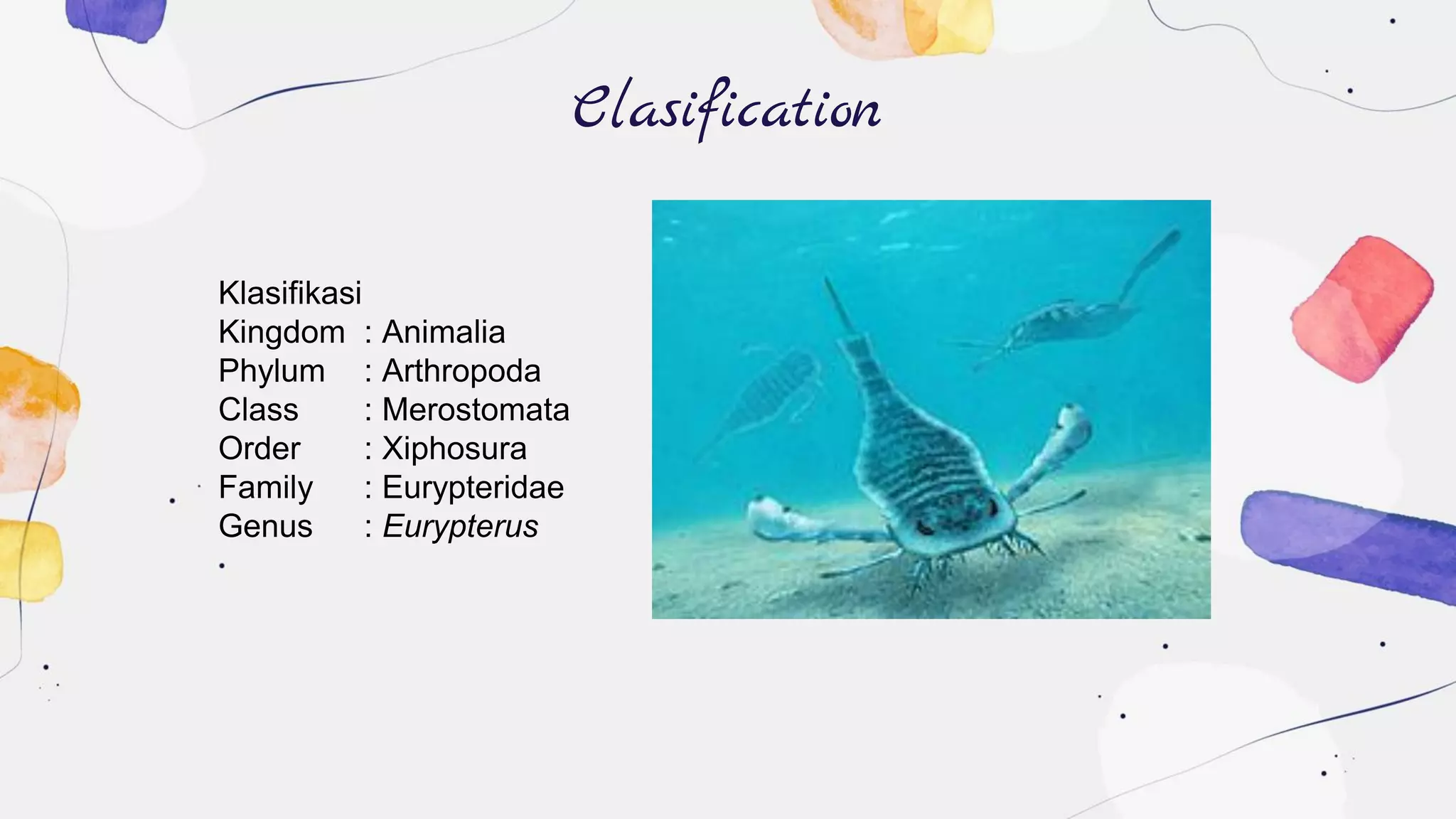 Clasification
Klasifikasi
Kingdom : Animalia
Phylum : Arthropoda
Class : Merostomata
Order : Xiphosura
Family : Eurypteridae
Genus : Eurypterus
 