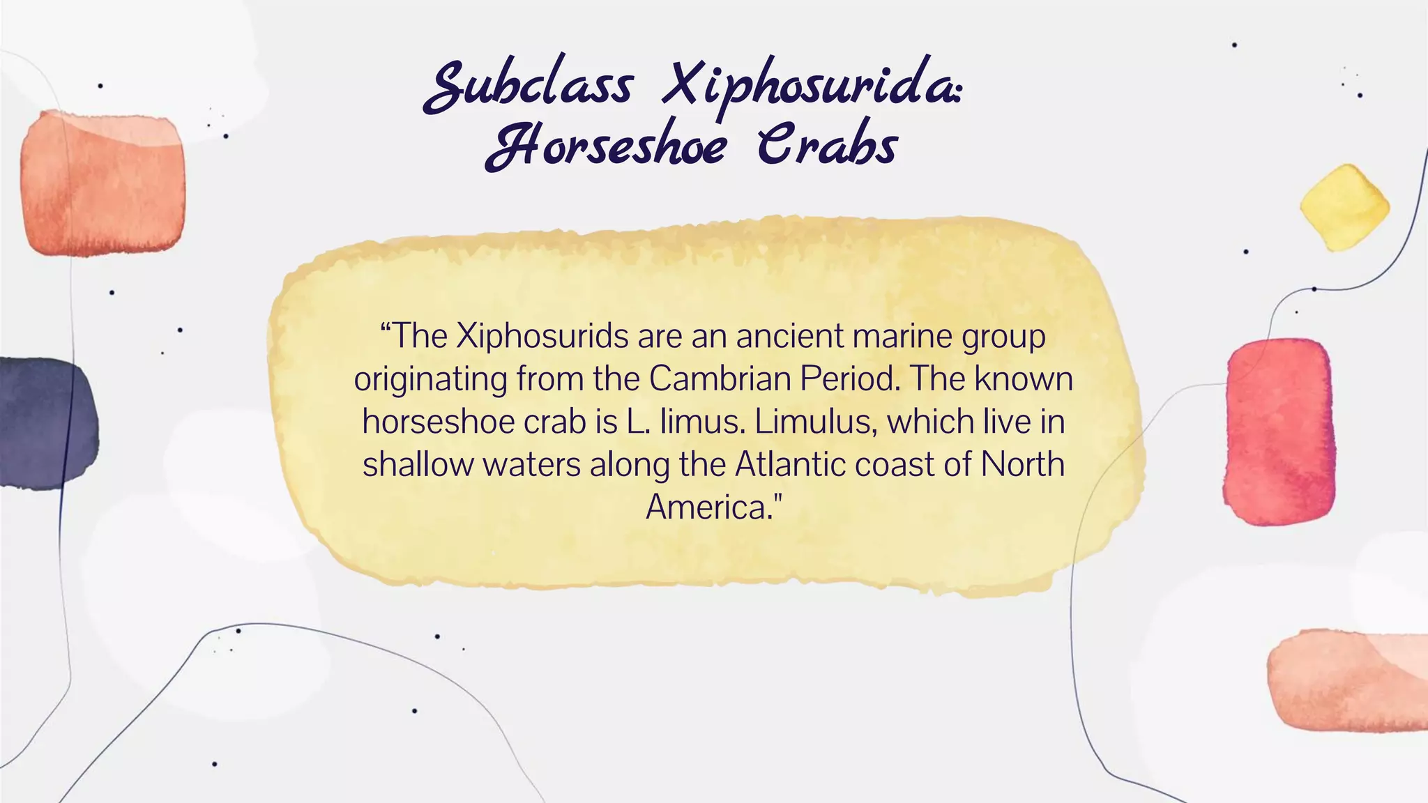 “The Xiphosurids are an ancient marine group
originating from the Cambrian Period. The known
horseshoe crab is L. limus. Limulus, which live in
shallow waters along the Atlantic coast of North
America."
Subclass Xiphosurida:
Horseshoe Crabs
 
