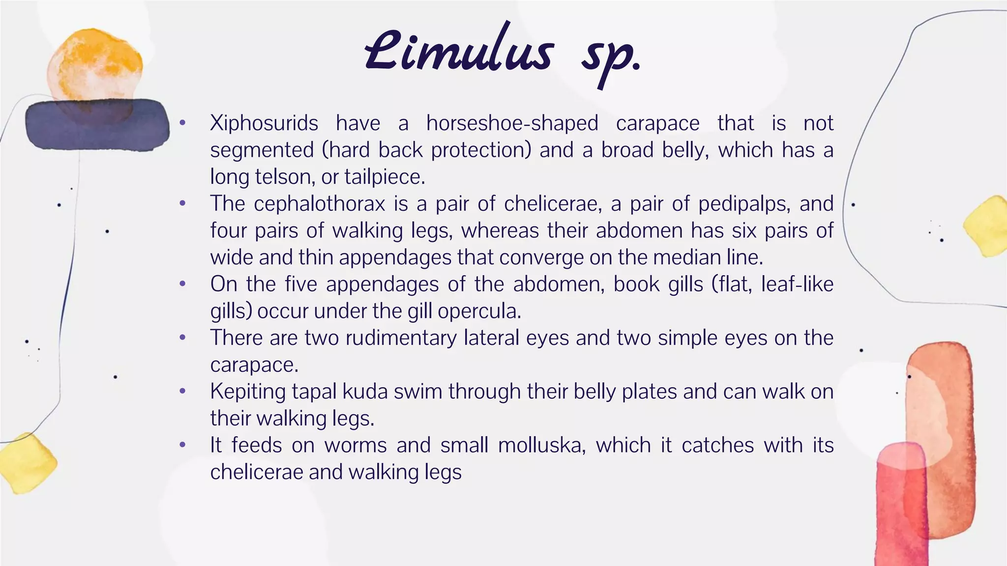 Limulus sp.
• Xiphosurids have a horseshoe-shaped carapace that is not
segmented (hard back protection) and a broad belly, which has a
long telson, or tailpiece.
• The cephalothorax is a pair of chelicerae, a pair of pedipalps, and
four pairs of walking legs, whereas their abdomen has six pairs of
wide and thin appendages that converge on the median line.
• On the five appendages of the abdomen, book gills (flat, leaf-like
gills) occur under the gill opercula.
• There are two rudimentary lateral eyes and two simple eyes on the
carapace.
• Kepiting tapal kuda swim through their belly plates and can walk on
their walking legs.
• It feeds on worms and small molluska, which it catches with its
chelicerae and walking legs
 