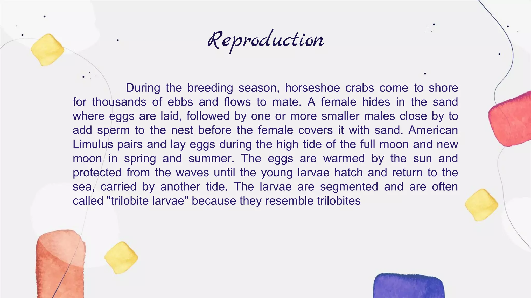 Reproduction
During the breeding season, horseshoe crabs come to shore
for thousands of ebbs and flows to mate. A female hides in the sand
where eggs are laid, followed by one or more smaller males close by to
add sperm to the nest before the female covers it with sand. American
Limulus pairs and lay eggs during the high tide of the full moon and new
moon in spring and summer. The eggs are warmed by the sun and
protected from the waves until the young larvae hatch and return to the
sea, carried by another tide. The larvae are segmented and are often
called "trilobite larvae" because they resemble trilobites
 
