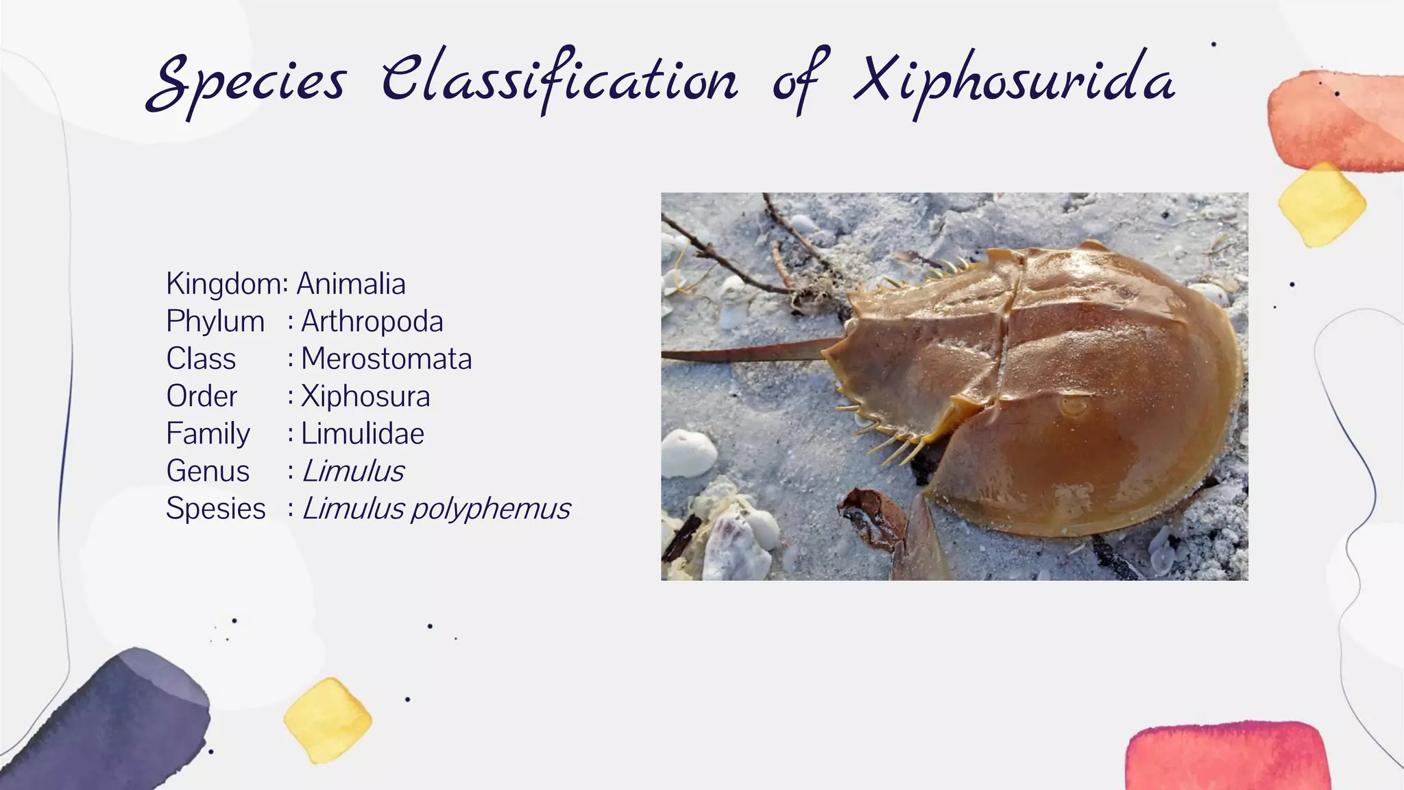 Species Classification of Xiphosurida
Kingdom: Animalia
Phylum : Arthropoda
Class : Merostomata
Order : Xiphosura
Family : Limulidae
Genus : Limulus
Spesies : Limulus polyphemus
 