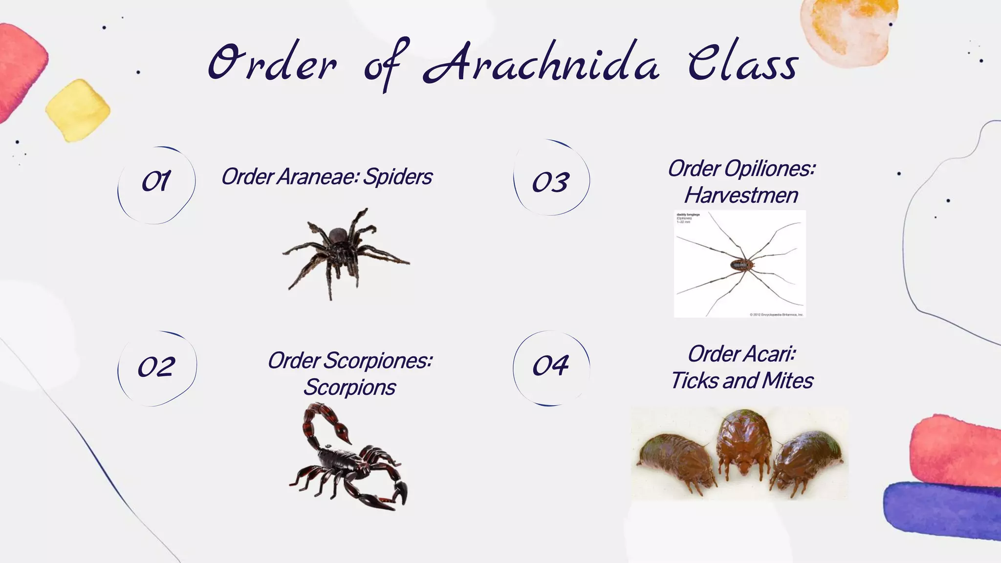 Order of Arachnida Class
Order Opiliones:
Harvestmen
Order Araneae: Spiders
Order Scorpiones:
Scorpions
01
Order Acari:
Ticks and Mites
02
03
04
 
