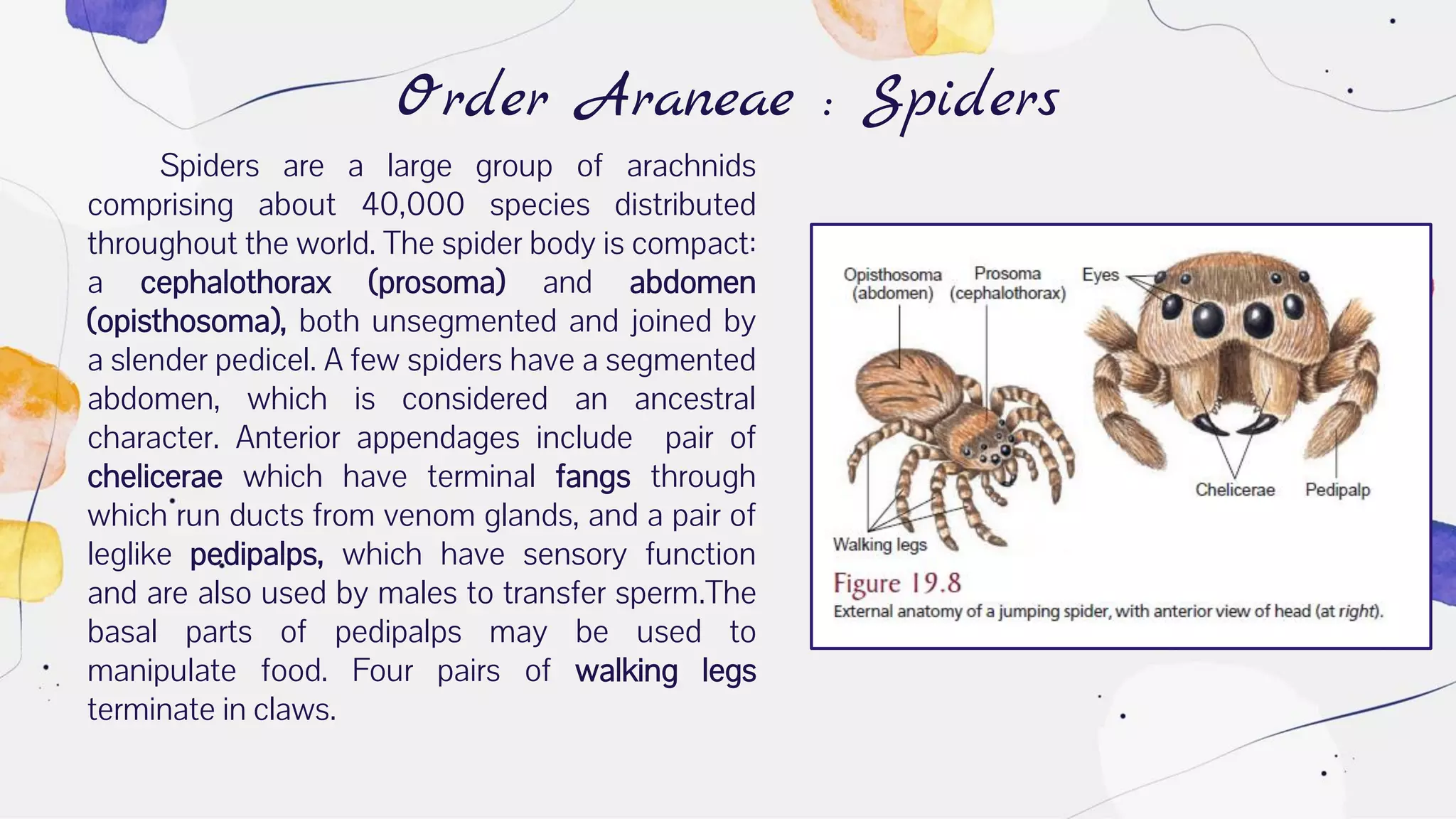 Order Araneae : Spiders
Spiders are a large group of arachnids
comprising about 40,000 species distributed
throughout the world. The spider body is compact:
a cephalothorax (prosoma) and abdomen
(opisthosoma), both unsegmented and joined by
a slender pedicel. A few spiders have a segmented
abdomen, which is considered an ancestral
character. Anterior appendages include pair of
chelicerae which have terminal fangs through
which run ducts from venom glands, and a pair of
leglike pedipalps, which have sensory function
and are also used by males to transfer sperm.The
basal parts of pedipalps may be used to
manipulate food. Four pairs of walking legs
terminate in claws.
 