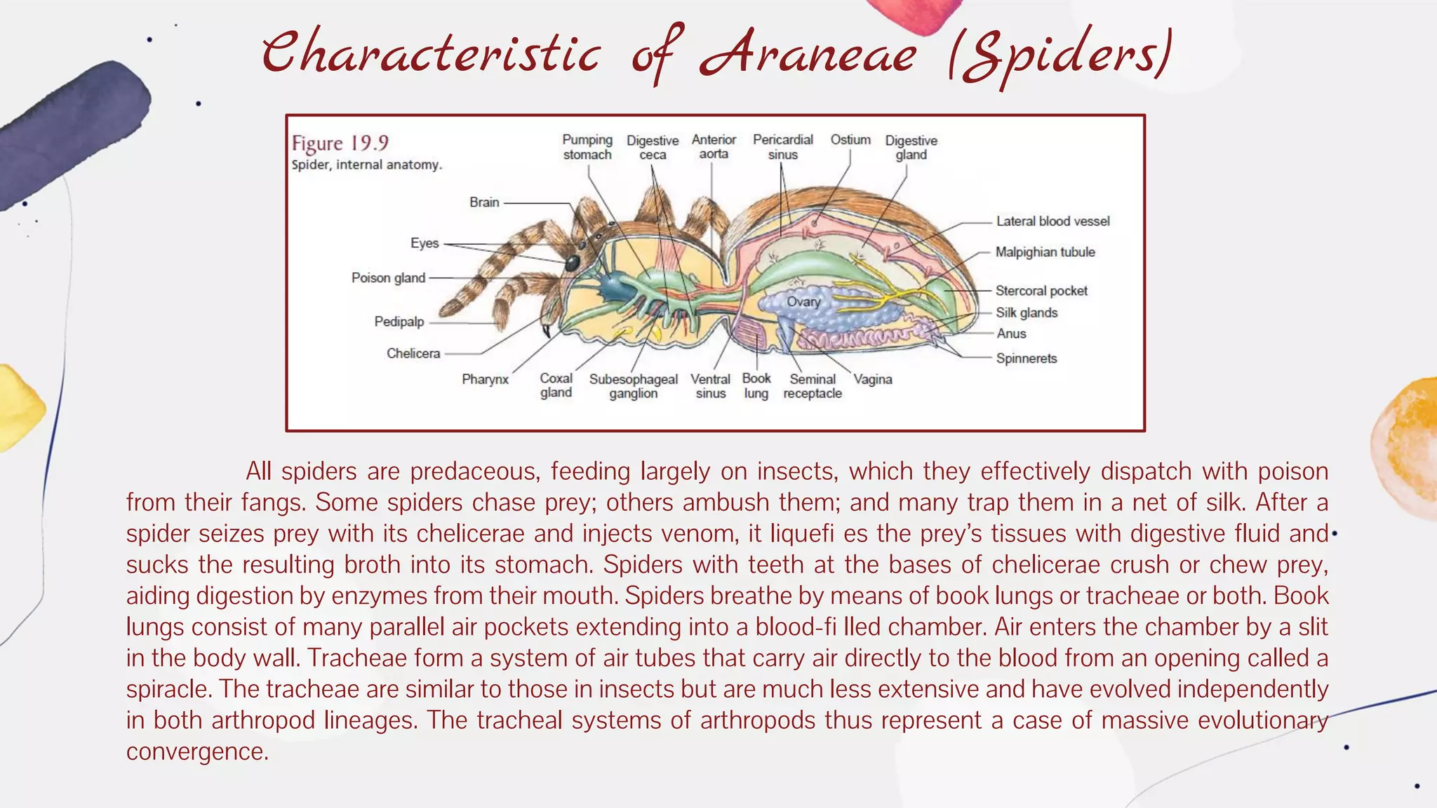 Characteristic of Araneae (Spiders)
All spiders are predaceous, feeding largely on insects, which they effectively dispatch with poison
from their fangs. Some spiders chase prey; others ambush them; and many trap them in a net of silk. After a
spider seizes prey with its chelicerae and injects venom, it liquefi es the prey’s tissues with digestive fluid and
sucks the resulting broth into its stomach. Spiders with teeth at the bases of chelicerae crush or chew prey,
aiding digestion by enzymes from their mouth. Spiders breathe by means of book lungs or tracheae or both. Book
lungs consist of many parallel air pockets extending into a blood-fi lled chamber. Air enters the chamber by a slit
in the body wall. Tracheae form a system of air tubes that carry air directly to the blood from an opening called a
spiracle. The tracheae are similar to those in insects but are much less extensive and have evolved independently
in both arthropod lineages. The tracheal systems of arthropods thus represent a case of massive evolutionary
convergence.
 