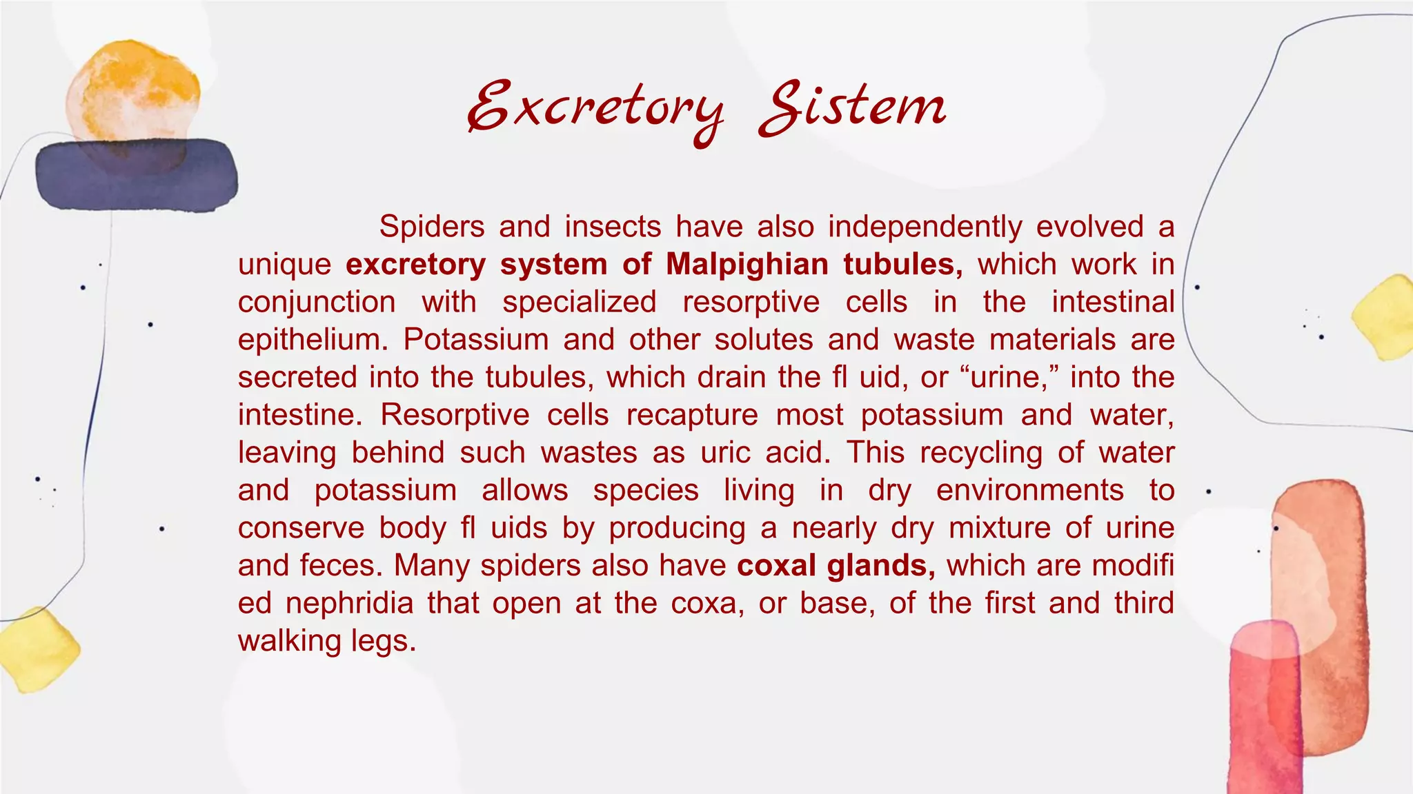 Excretory Sistem
Spiders and insects have also independently evolved a
unique excretory system of Malpighian tubules, which work in
conjunction with specialized resorptive cells in the intestinal
epithelium. Potassium and other solutes and waste materials are
secreted into the tubules, which drain the fl uid, or “urine,” into the
intestine. Resorptive cells recapture most potassium and water,
leaving behind such wastes as uric acid. This recycling of water
and potassium allows species living in dry environments to
conserve body fl uids by producing a nearly dry mixture of urine
and feces. Many spiders also have coxal glands, which are modifi
ed nephridia that open at the coxa, or base, of the first and third
walking legs.
 
