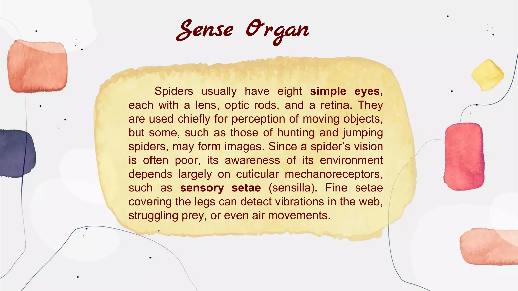 Spiders usually have eight simple eyes,
each with a lens, optic rods, and a retina. They
are used chiefly for perception of moving objects,
but some, such as those of hunting and jumping
spiders, may form images. Since a spider’s vision
is often poor, its awareness of its environment
depends largely on cuticular mechanoreceptors,
such as sensory setae (sensilla). Fine setae
covering the legs can detect vibrations in the web,
struggling prey, or even air movements.
Sense Organ
 