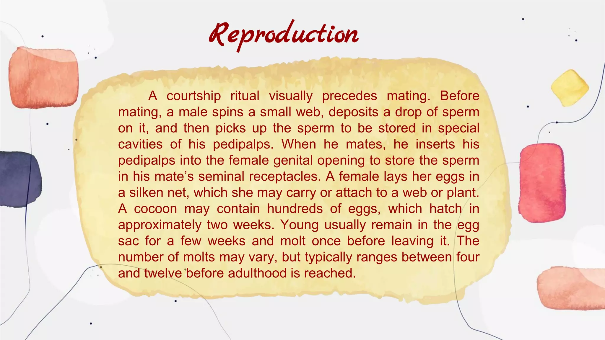 A courtship ritual visually precedes mating. Before
mating, a male spins a small web, deposits a drop of sperm
on it, and then picks up the sperm to be stored in special
cavities of his pedipalps. When he mates, he inserts his
pedipalps into the female genital opening to store the sperm
in his mate’s seminal receptacles. A female lays her eggs in
a silken net, which she may carry or attach to a web or plant.
A cocoon may contain hundreds of eggs, which hatch in
approximately two weeks. Young usually remain in the egg
sac for a few weeks and molt once before leaving it. The
number of molts may vary, but typically ranges between four
and twelve before adulthood is reached.
Reproduction
 