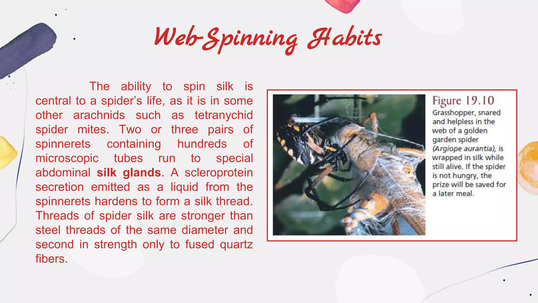 The ability to spin silk is
central to a spider’s life, as it is in some
other arachnids such as tetranychid
spider mites. Two or three pairs of
spinnerets containing hundreds of
microscopic tubes run to special
abdominal silk glands. A scleroprotein
secretion emitted as a liquid from the
spinnerets hardens to form a silk thread.
Threads of spider silk are stronger than
steel threads of the same diameter and
second in strength only to fused quartz
fibers.
Web-Spinning Habits
 
