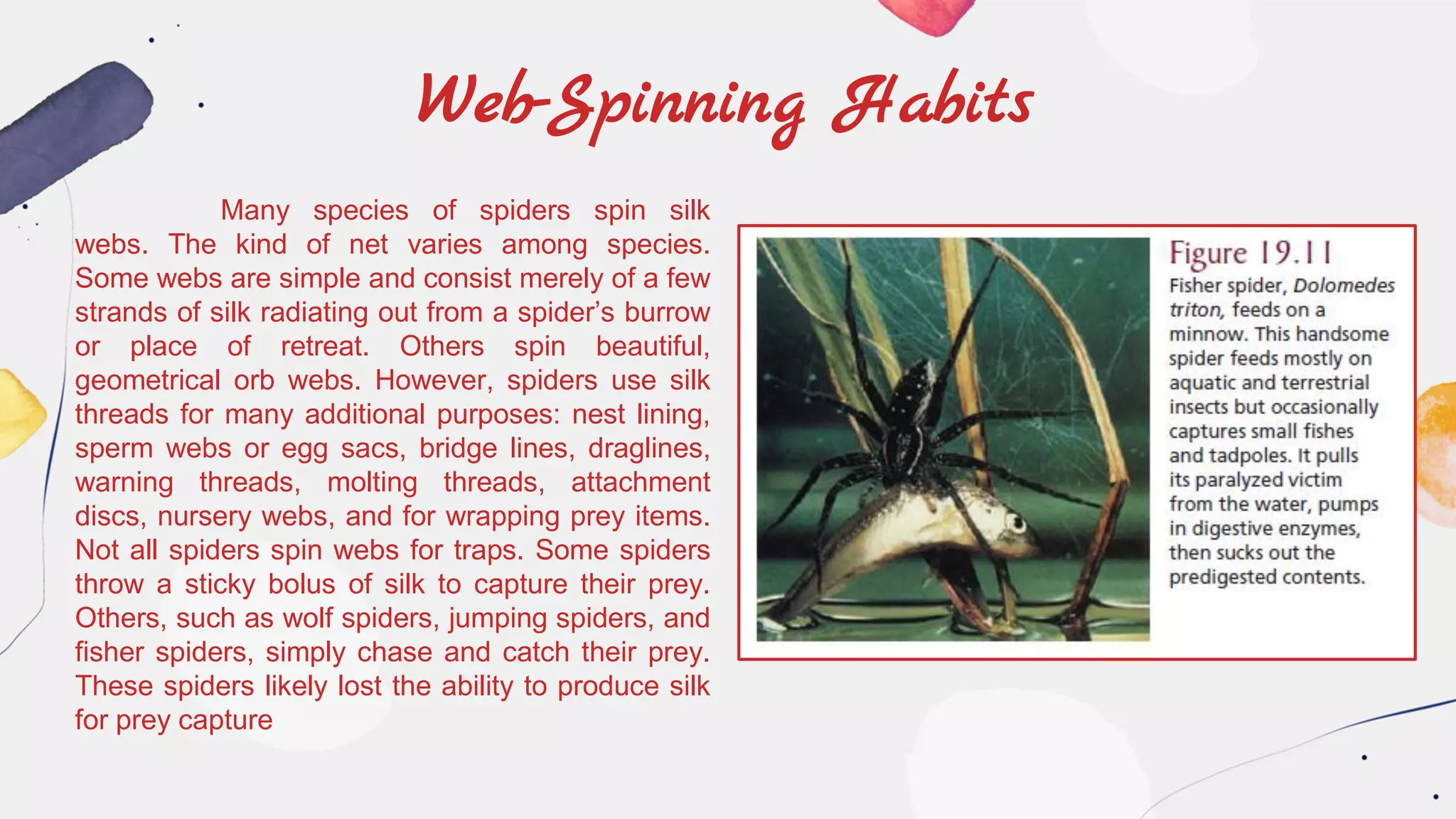 Web-Spinning Habits
Many species of spiders spin silk
webs. The kind of net varies among species.
Some webs are simple and consist merely of a few
strands of silk radiating out from a spider’s burrow
or place of retreat. Others spin beautiful,
geometrical orb webs. However, spiders use silk
threads for many additional purposes: nest lining,
sperm webs or egg sacs, bridge lines, draglines,
warning threads, molting threads, attachment
discs, nursery webs, and for wrapping prey items.
Not all spiders spin webs for traps. Some spiders
throw a sticky bolus of silk to capture their prey.
Others, such as wolf spiders, jumping spiders, and
fisher spiders, simply chase and catch their prey.
These spiders likely lost the ability to produce silk
for prey capture
 
