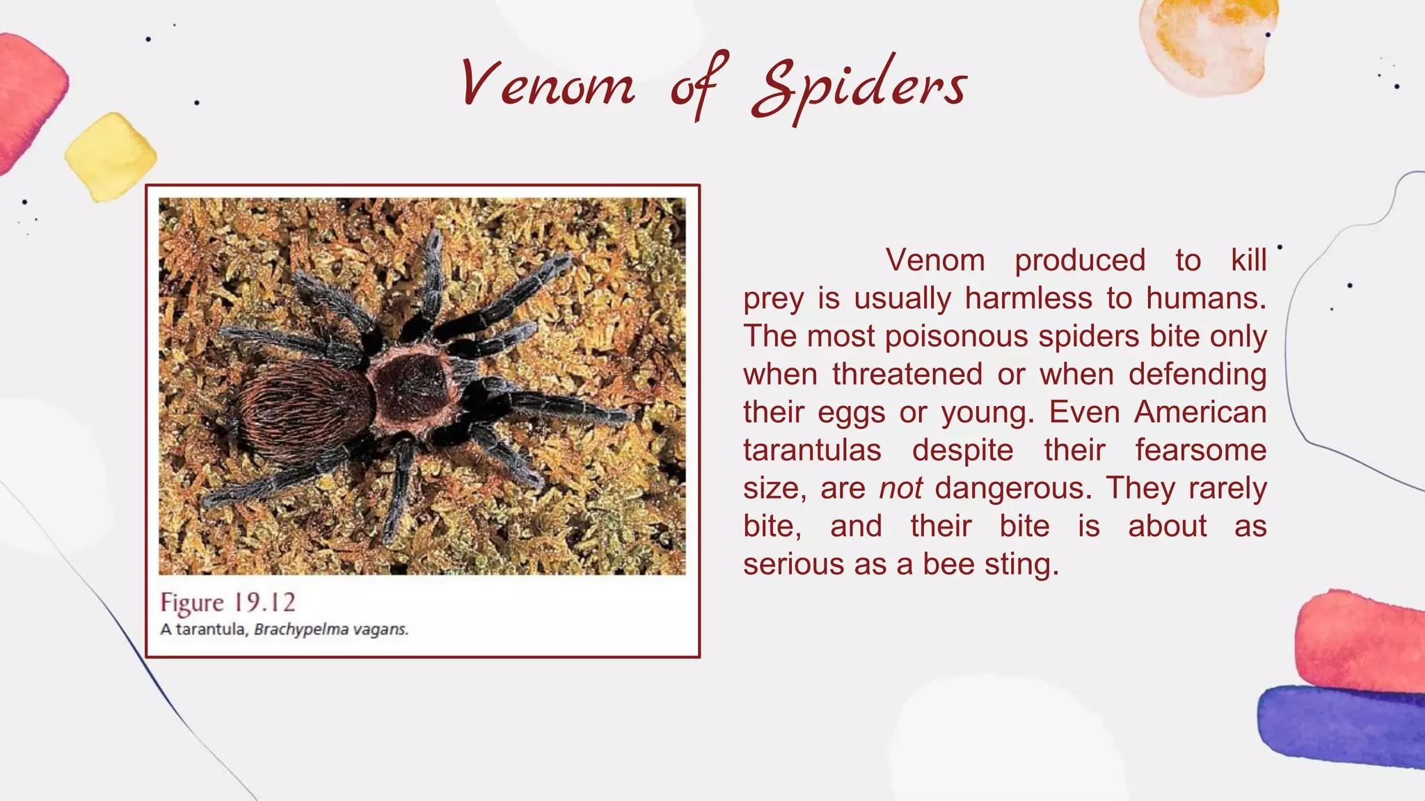 Venom of Spiders
Venom produced to kill
prey is usually harmless to humans.
The most poisonous spiders bite only
when threatened or when defending
their eggs or young. Even American
tarantulas despite their fearsome
size, are not dangerous. They rarely
bite, and their bite is about as
serious as a bee sting.
 