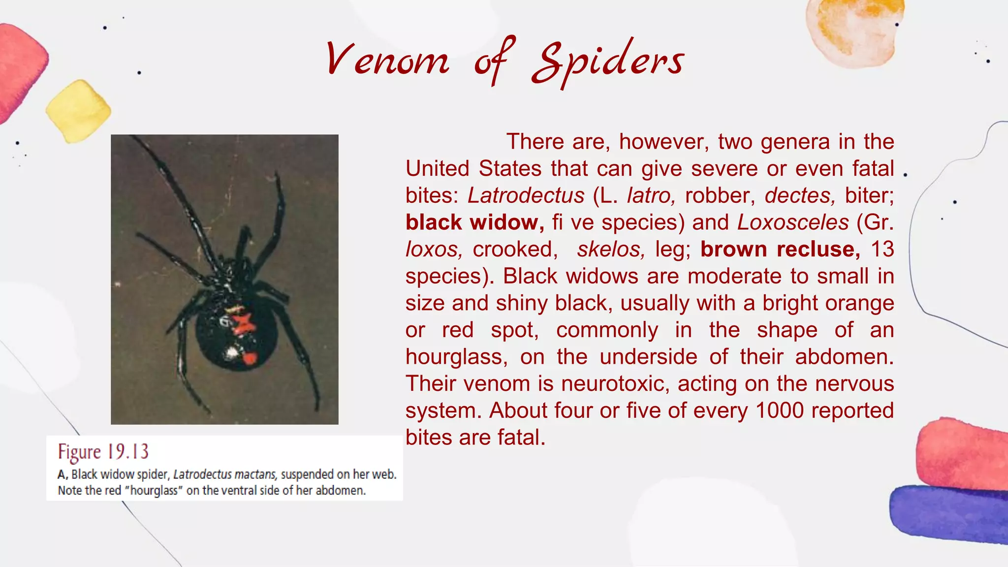Venom of Spiders
There are, however, two genera in the
United States that can give severe or even fatal
bites: Latrodectus (L. latro, robber, dectes, biter;
black widow, fi ve species) and Loxosceles (Gr.
loxos, crooked, skelos, leg; brown recluse, 13
species). Black widows are moderate to small in
size and shiny black, usually with a bright orange
or red spot, commonly in the shape of an
hourglass, on the underside of their abdomen.
Their venom is neurotoxic, acting on the nervous
system. About four or five of every 1000 reported
bites are fatal.
 
