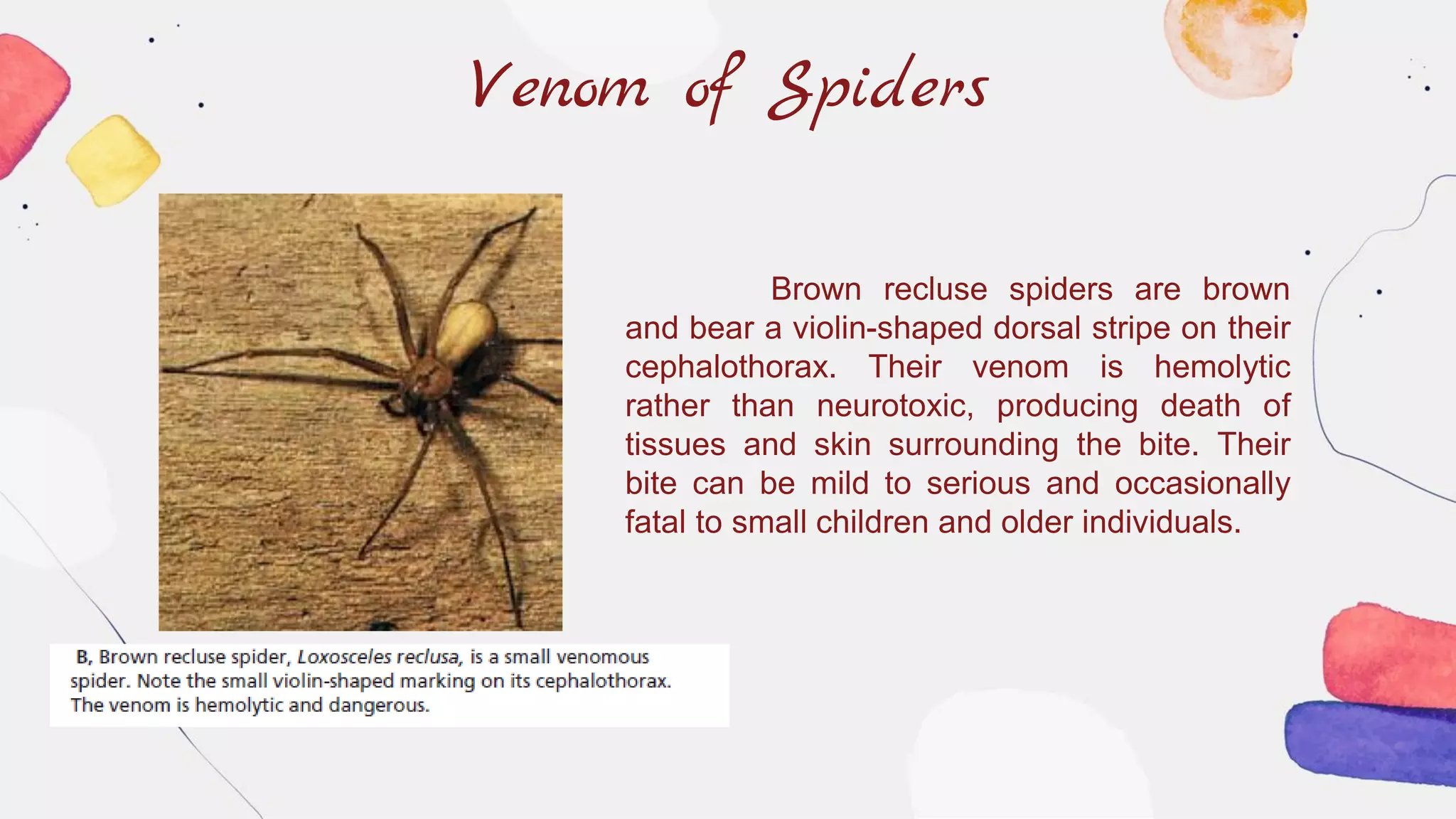Venom of Spiders
Brown recluse spiders are brown
and bear a violin-shaped dorsal stripe on their
cephalothorax. Their venom is hemolytic
rather than neurotoxic, producing death of
tissues and skin surrounding the bite. Their
bite can be mild to serious and occasionally
fatal to small children and older individuals.
 