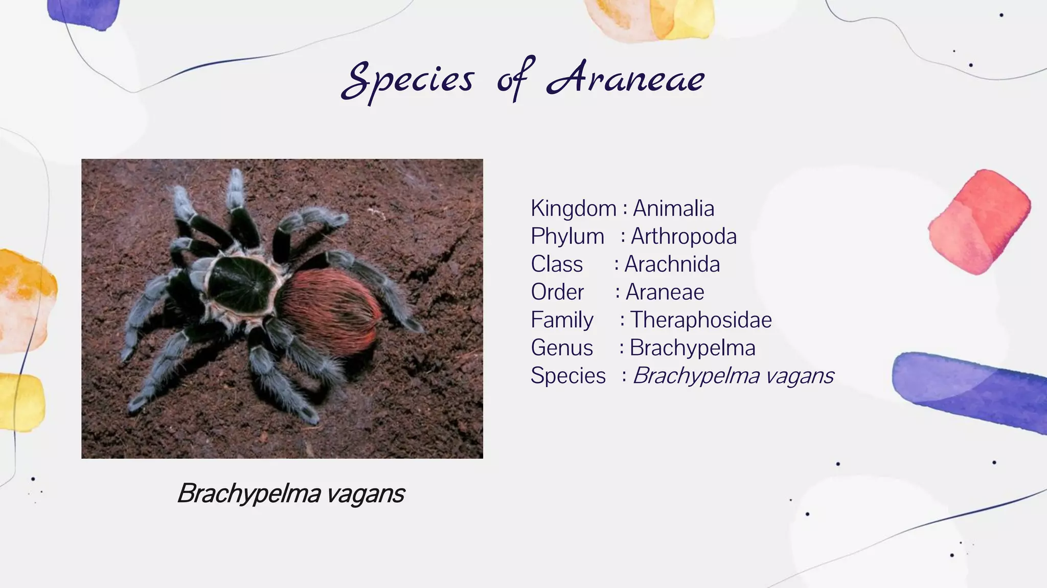 Brachypelma vagans
Species of Araneae
Kingdom : Animalia
Phylum : Arthropoda
Class : Arachnida
Order : Araneae
Family : Theraphosidae
Genus : Brachypelma
Species : Brachypelma vagans
 