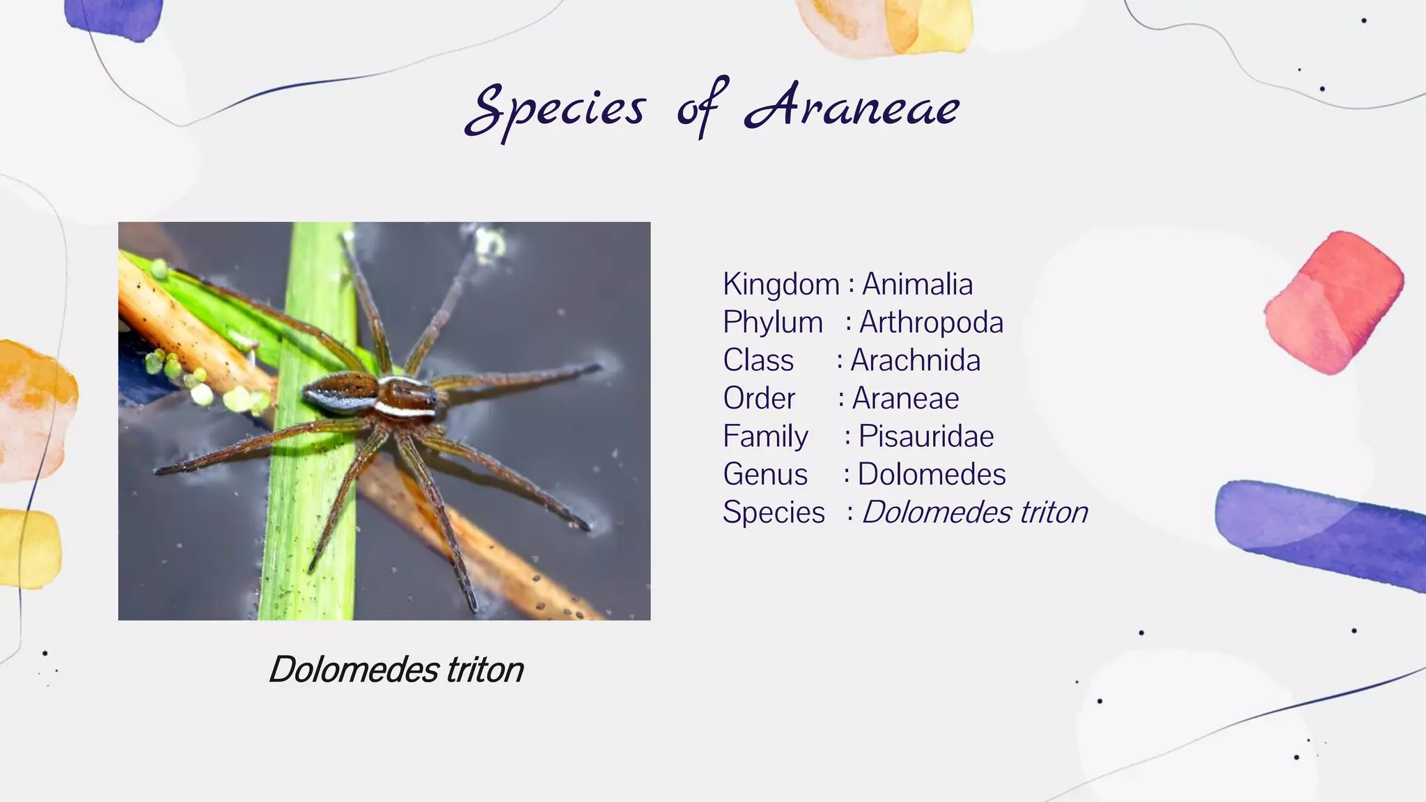 Dolomedes triton
Species of Araneae
Kingdom : Animalia
Phylum : Arthropoda
Class : Arachnida
Order : Araneae
Family : Pisauridae
Genus : Dolomedes
Species : Dolomedes triton
 