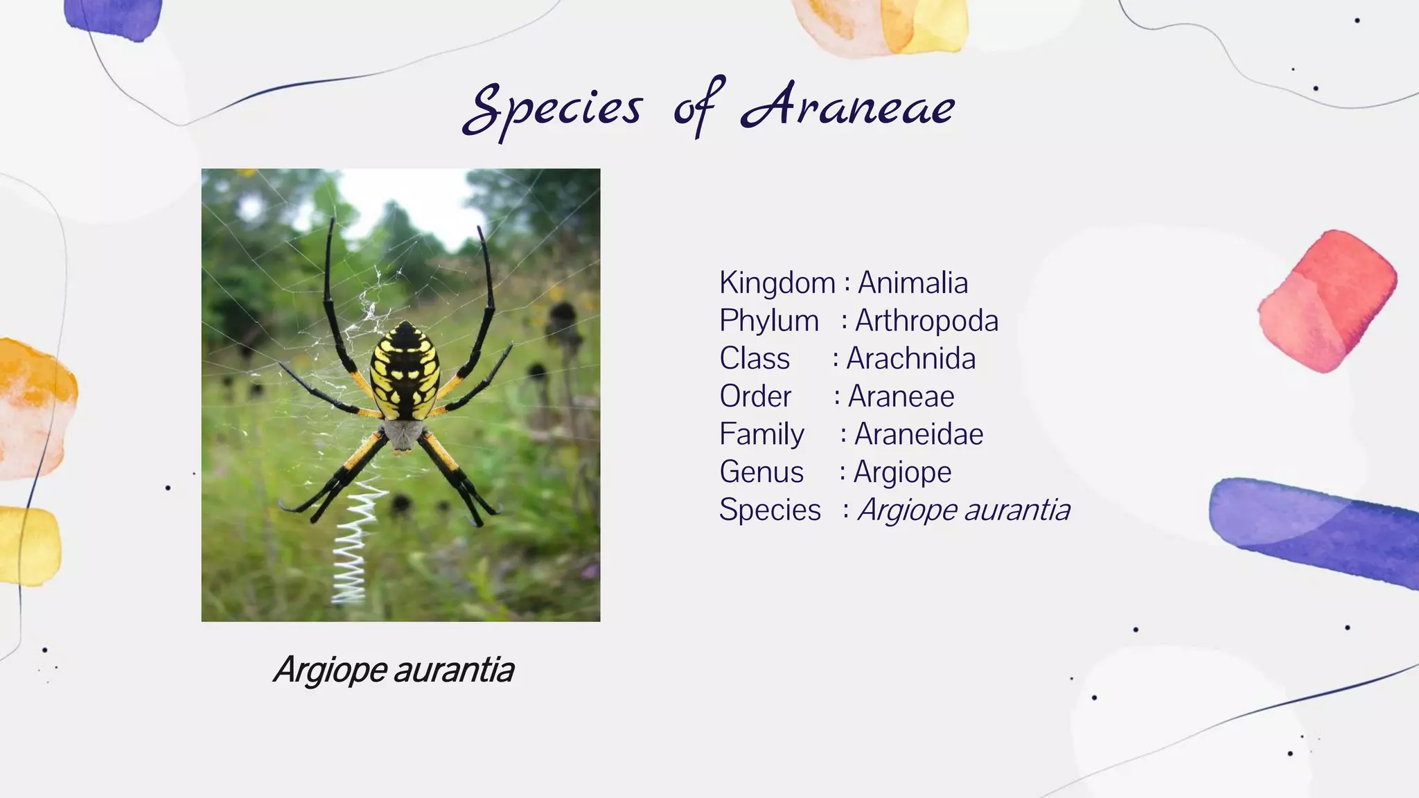 Argiope aurantia
Species of Araneae
Kingdom : Animalia
Phylum : Arthropoda
Class : Arachnida
Order : Araneae
Family : Araneidae
Genus : Argiope
Species : Argiope aurantia
 