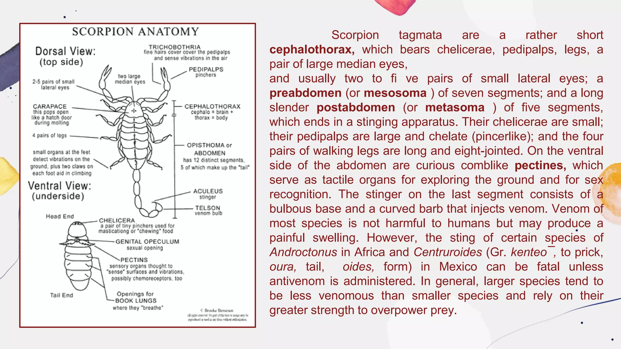 Scorpion tagmata are a rather short
cephalothorax, which bears chelicerae, pedipalps, legs, a
pair of large median eyes,
and usually two to fi ve pairs of small lateral eyes; a
preabdomen (or mesosoma ) of seven segments; and a long
slender postabdomen (or metasoma ) of five segments,
which ends in a stinging apparatus. Their chelicerae are small;
their pedipalps are large and chelate (pincerlike); and the four
pairs of walking legs are long and eight-jointed. On the ventral
side of the abdomen are curious comblike pectines, which
serve as tactile organs for exploring the ground and for sex
recognition. The stinger on the last segment consists of a
bulbous base and a curved barb that injects venom. Venom of
most species is not harmful to humans but may produce a
painful swelling. However, the sting of certain species of
Androctonus in Africa and Centruroides (Gr. kenteo¯, to prick,
oura, tail, oides, form) in Mexico can be fatal unless
antivenom is administered. In general, larger species tend to
be less venomous than smaller species and rely on their
greater strength to overpower prey.
 