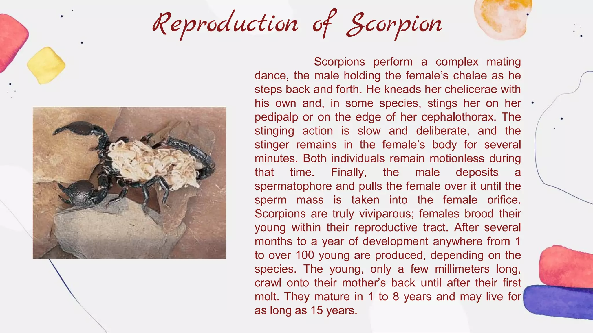 Reproduction of Scorpion
Scorpions perform a complex mating
dance, the male holding the female’s chelae as he
steps back and forth. He kneads her chelicerae with
his own and, in some species, stings her on her
pedipalp or on the edge of her cephalothorax. The
stinging action is slow and deliberate, and the
stinger remains in the female’s body for several
minutes. Both individuals remain motionless during
that time. Finally, the male deposits a
spermatophore and pulls the female over it until the
sperm mass is taken into the female orifice.
Scorpions are truly viviparous; females brood their
young within their reproductive tract. After several
months to a year of development anywhere from 1
to over 100 young are produced, depending on the
species. The young, only a few millimeters long,
crawl onto their mother’s back until after their first
molt. They mature in 1 to 8 years and may live for
as long as 15 years.
 