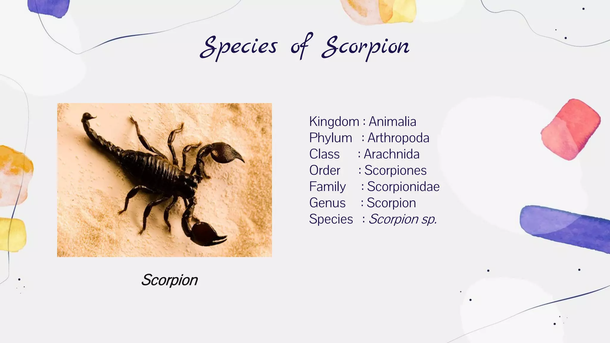 Scorpion
Species of Scorpion
Kingdom : Animalia
Phylum : Arthropoda
Class : Arachnida
Order : Scorpiones
Family : Scorpionidae
Genus : Scorpion
Species : Scorpion sp.
 