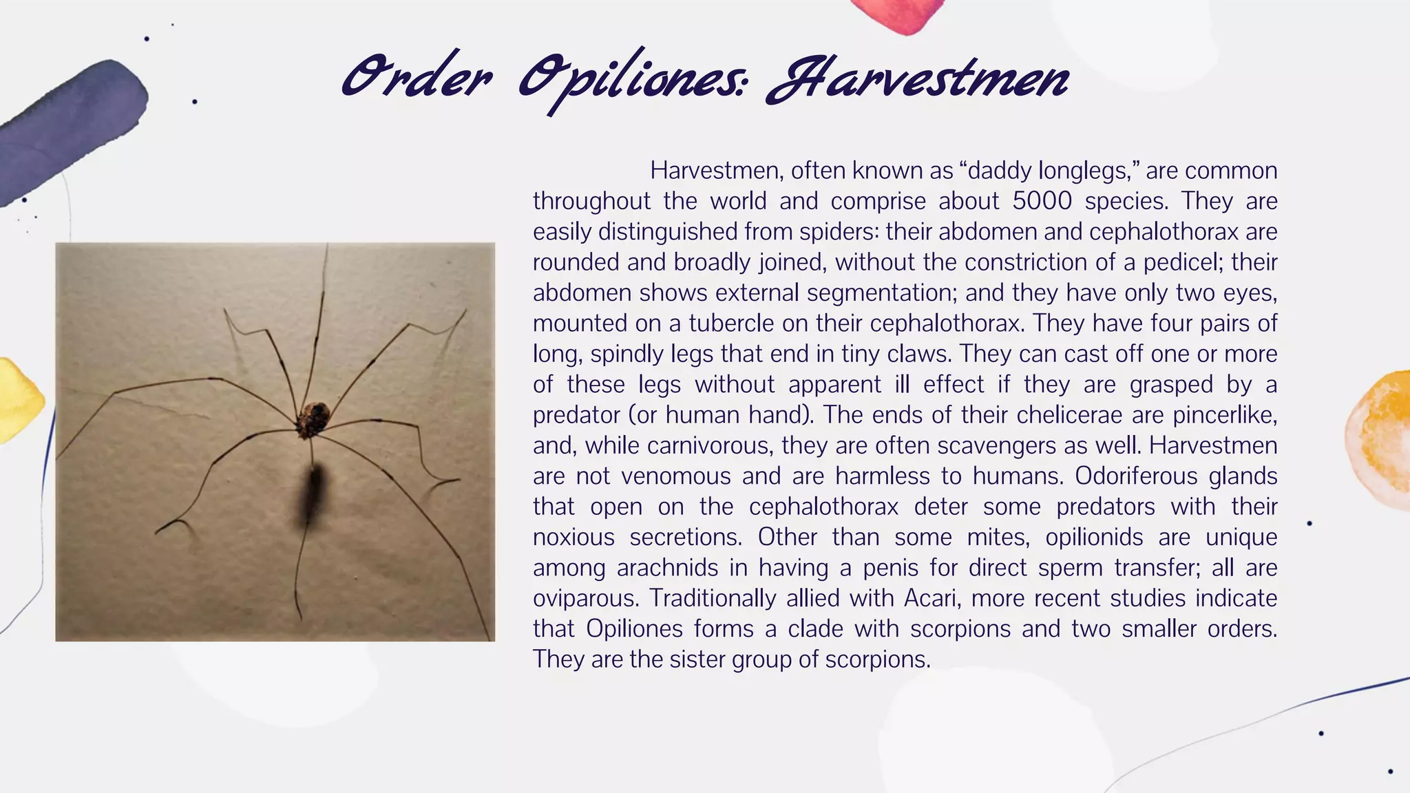Order Opiliones: Harvestmen
Harvestmen, often known as “daddy longlegs,” are common
throughout the world and comprise about 5000 species. They are
easily distinguished from spiders: their abdomen and cephalothorax are
rounded and broadly joined, without the constriction of a pedicel; their
abdomen shows external segmentation; and they have only two eyes,
mounted on a tubercle on their cephalothorax. They have four pairs of
long, spindly legs that end in tiny claws. They can cast off one or more
of these legs without apparent ill effect if they are grasped by a
predator (or human hand). The ends of their chelicerae are pincerlike,
and, while carnivorous, they are often scavengers as well. Harvestmen
are not venomous and are harmless to humans. Odoriferous glands
that open on the cephalothorax deter some predators with their
noxious secretions. Other than some mites, opilionids are unique
among arachnids in having a penis for direct sperm transfer; all are
oviparous. Traditionally allied with Acari, more recent studies indicate
that Opiliones forms a clade with scorpions and two smaller orders.
They are the sister group of scorpions.
 