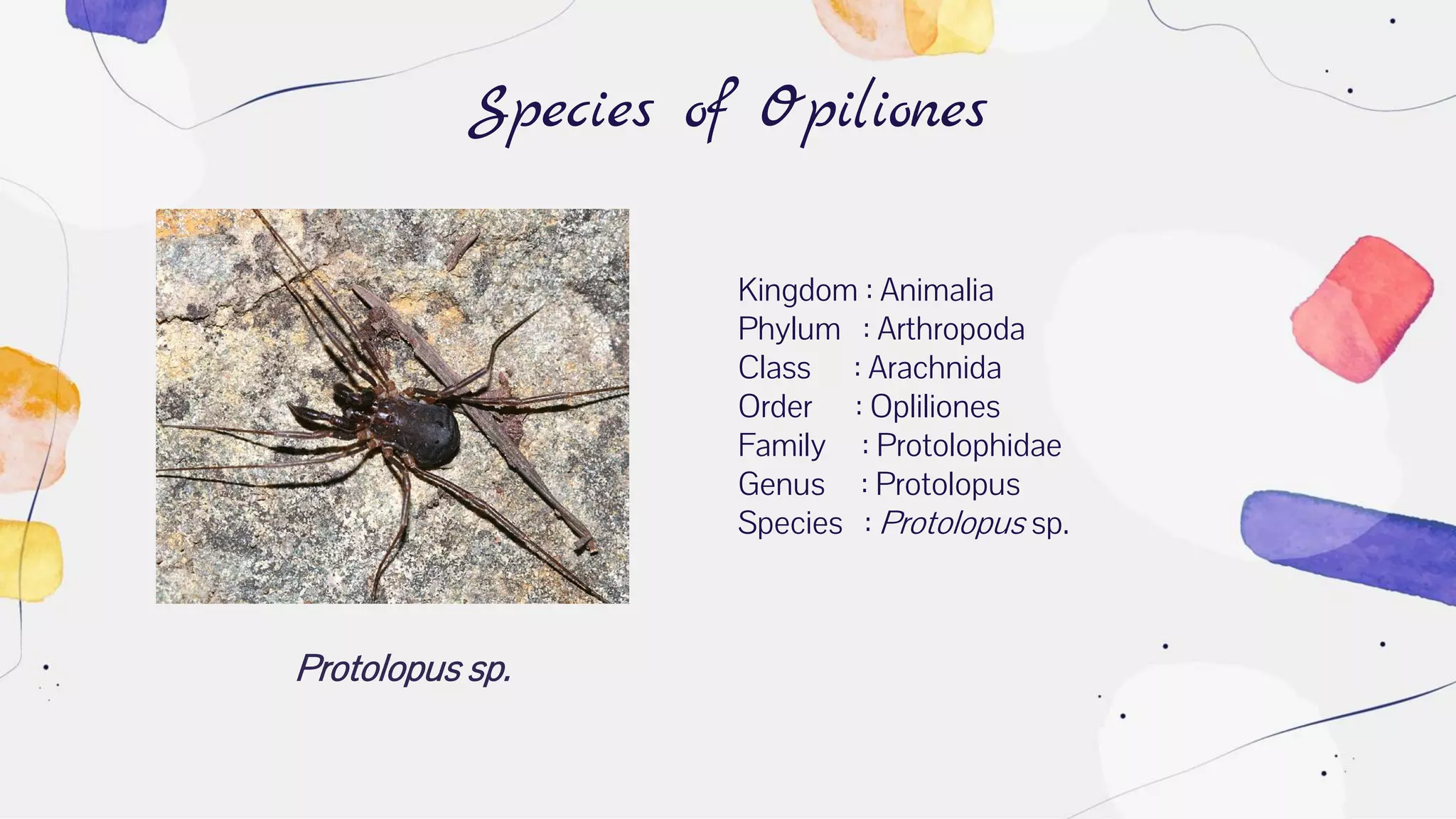 Protolopus sp.
Species of Opiliones
Kingdom : Animalia
Phylum : Arthropoda
Class : Arachnida
Order : Opliliones
Family : Protolophidae
Genus : Protolopus
Species : Protolopus sp.
 