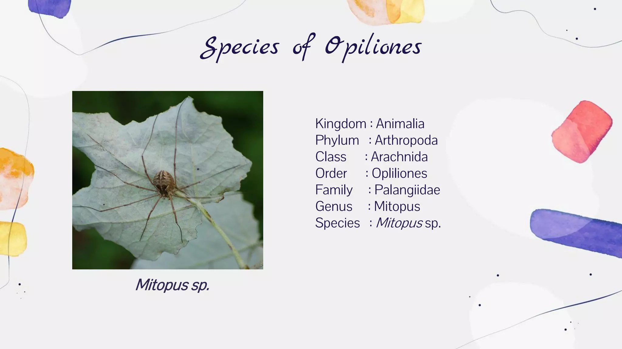 Mitopus sp.
Species of Opiliones
Kingdom : Animalia
Phylum : Arthropoda
Class : Arachnida
Order : Opliliones
Family : Palangiidae
Genus : Mitopus
Species : Mitopus sp.
 