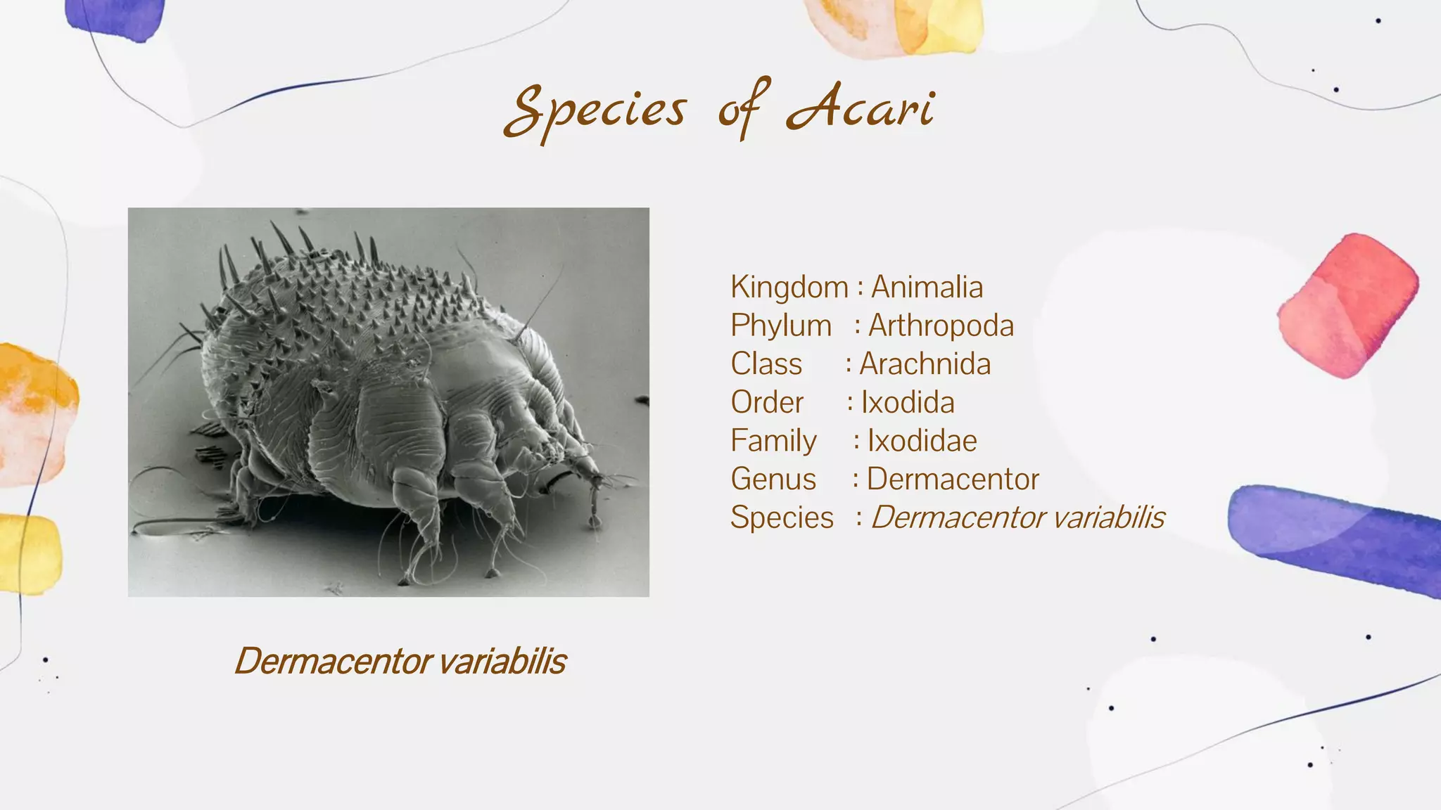 Dermacentor variabilis
Species of Acari
Kingdom : Animalia
Phylum : Arthropoda
Class : Arachnida
Order : Ixodida
Family : Ixodidae
Genus : Dermacentor
Species : Dermacentor variabilis
 