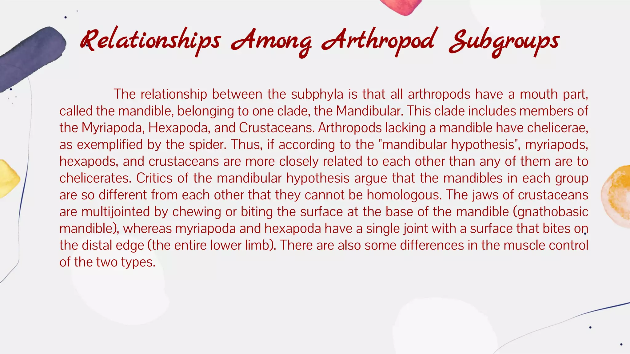 Relationships Among Arthropod Subgroups
The relationship between the subphyla is that all arthropods have a mouth part,
called the mandible, belonging to one clade, the Mandibular. This clade includes members of
the Myriapoda, Hexapoda, and Crustaceans. Arthropods lacking a mandible have chelicerae,
as exemplified by the spider. Thus, if according to the "mandibular hypothesis", myriapods,
hexapods, and crustaceans are more closely related to each other than any of them are to
chelicerates. Critics of the mandibular hypothesis argue that the mandibles in each group
are so different from each other that they cannot be homologous. The jaws of crustaceans
are multijointed by chewing or biting the surface at the base of the mandible (gnathobasic
mandible), whereas myriapoda and hexapoda have a single joint with a surface that bites on
the distal edge (the entire lower limb). There are also some differences in the muscle control
of the two types.
 