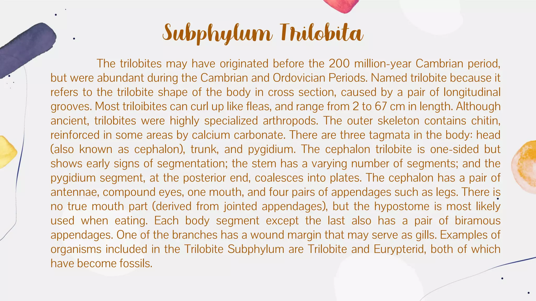 Subphylum Trilobita
The trilobites may have originated before the 200 million-year Cambrian period,
but were abundant during the Cambrian and Ordovician Periods. Named trilobite because it
refers to the trilobite shape of the body in cross section, caused by a pair of longitudinal
grooves. Most triloibites can curl up like fleas, and range from 2 to 67 cm in length. Although
ancient, trilobites were highly specialized arthropods. The outer skeleton contains chitin,
reinforced in some areas by calcium carbonate. There are three tagmata in the body: head
(also known as cephalon), trunk, and pygidium. The cephalon trilobite is one-sided but
shows early signs of segmentation; the stem has a varying number of segments; and the
pygidium segment, at the posterior end, coalesces into plates. The cephalon has a pair of
antennae, compound eyes, one mouth, and four pairs of appendages such as legs. There is
no true mouth part (derived from jointed appendages), but the hypostome is most likely
used when eating. Each body segment except the last also has a pair of biramous
appendages. One of the branches has a wound margin that may serve as gills. Examples of
organisms included in the Trilobite Subphylum are Trilobite and Eurypterid, both of which
have become fossils.
 