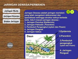 JARINGAN DEWASA/PERMANEN
Jaringan Muda
Jaringan Dewasa
Sistem Jaringan

< >
Jaringan Dewasa adalah jaringan meristem
yang telah mengalami deferensiasi dan
spesialisasi sehingga struktur selnya berbeda
beda. Ada 5 macam jaringan dewasa :
1. Jaringan Penutup (Epidermis)
2. Jaringan Palisade ( Parenkim)
3. Pembuluh Pengangkut (xylem dan Floem)
4. Jaringan Penguat
1.Epidermis
5. Jaringan Gabus

Daun

Home

2.Parenkim
3.Pembuluh
pengangkut
(xylem dan Floem)

4. Jaringan
Penguat

 