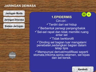 JARINGAN DEWASA
Jaringan Muda
Jaringan Dewasa
Sistem Jaringan

Home

<

>

1.EPIDERMIS
Ciri-ciri :
Terdiri dari sel hidup
Berbentuk persegi panjang/balok
Sel-sel rapat dan tidak memiliki ruang
antar sel
Tidak berklorofil
Dinding sel bagian luar mengalami
penebalan,sedangkan bagian dalam
tetap tipis
Mempunyai derivat/modifikasi seperti
stomata,trikoma,spina,velamen, sel kipas
dan sel kersik.

Kembali

 