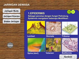 JARINGAN DEWASA
Jaringan Muda
Jaringan Dewasa

<

1.EPIDERMIS

Sebagai penutup dengan fungsi Pelindung.
Epidermis mengalami beberapa Modifikasi :

Sistem Jaringan

Lentisel

Stomata

Trikoma

Spina (duri)

Velamen

Buliformis

Home

Kembali

>

 