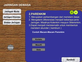 JARINGAN DEWASA
Jaringan Muda
Jaringan Dewasa
Sistem Jaringan

2.PARENKIM

<

>

1. Merupakan perkembangan dari meristem dasar.
2. Mengalami diferensiasi menjadi beberapa jenis
Jaringan. Misalnya Kolenkim maupun Sklerenkim.
3.Dapat menjadi meristematik untuk membentuk
meristem skunder ( kambium )
Contoh Macam-Macam Parenkim
Korteks
Mesofil

Home
Stele

Kembali

 