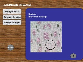 JARINGAN DEWASA
Jaringan Muda
Jaringan Dewasa

Korteks
(Parenkim batang)

Sistem Jaringan

Home

<

 