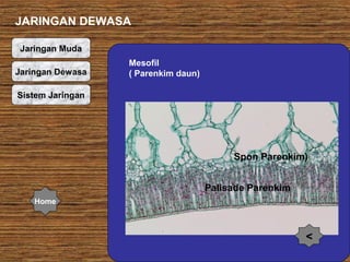 JARINGAN DEWASA
Jaringan Muda
Jaringan Dewasa

Mesofil
( Parenkim daun)

Sistem Jaringan

Spon Parenkim)
Palisade Parenkim
Home

<

 