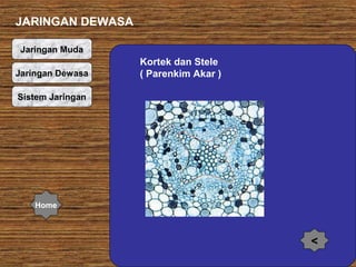 JARINGAN DEWASA
Jaringan Muda
Jaringan Dewasa

Kortek dan Stele
( Parenkim Akar )

Sistem Jaringan

Home

<

 