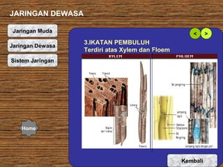 JARINGAN DEWASA
Jaringan Muda
Jaringan Dewasa

<

3.IKATAN PEMBULUH
Terdiri atas Xylem dan Floem

Sistem Jaringan

Home

Kembali

>

 
