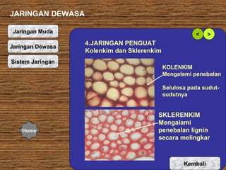 JARINGAN DEWASA
Jaringan Muda
Jaringan Dewasa
Organ Tumbuhan
Sistem Jaringan

<

>

4.JARINGAN PENGUAT
Kolenkim dan Sklerenkim
KOLENKIM
Mengalami penebalan
Selulosa pada sudutsudutnya

Home

SKLERENKIM
Mengalami
penebalan lignin
secara melingkar

Kembali

 