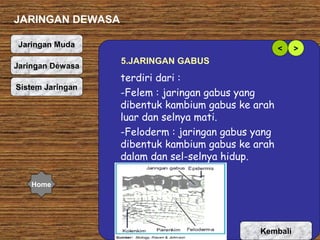 JARINGAN DEWASA
Jaringan Muda
Jaringan Dewasa
Organ Tumbuhan
Sistem Jaringan

<

5.JARINGAN GABUS

terdiri dari :
-Felem : jaringan gabus yang
dibentuk kambium gabus ke arah
luar dan selnya mati.
-Feloderm : jaringan gabus yang
dibentuk kambium gabus ke arah
dalam dan sel-selnya hidup.

Home

Kembali

>

 