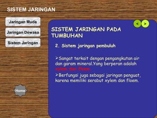 SISTEM JARINGAN
Jaringan Muda
Jaringan Dewasa
Sistem Jaringan

SISTEM JARINGAN PADA
TUMBUHAN

<

2. Sistem jaringan pembuluh
Sangat terkait dengan pengangkutan air
dan garam mineral.Yang berperan adalah
xylem dan floem.
Berfungsi juga sebagai jaringan penguat,
karena memiliki serabut xylem dan floem.

Home

>

 