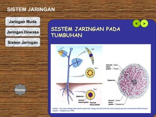 SISTEM JARINGAN
Jaringan Muda
Jaringan Dewasa
Sistem Jaringan

Home

SISTEM JARINGAN PADA
TUMBUHAN

<

>

 