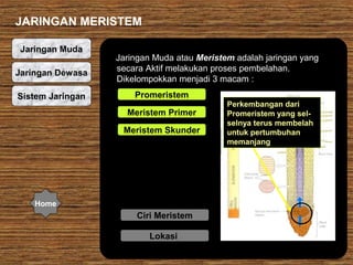 JARINGAN MERISTEM
Jaringan Muda
Jaringan Dewasa
Sistem Jaringan

Jaringan Muda atau Meristem adalah jaringan yang
secara Aktif melakukan proses pembelahan.
Dikelompokkan menjadi 3 macam :
Promeristem
Meristem Primer
Meristem Skunder

Home

Ciri Meristem
Lokasi

Perkembangan dari
Promeristem yang selselnya terus membelah
untuk pertumbuhan
memanjang

 