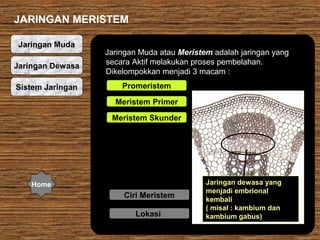 JARINGAN MERISTEM
Jaringan Muda
Jaringan Dewasa
Sistem Jaringan

Jaringan Muda atau Meristem adalah jaringan yang
secara Aktif melakukan proses pembelahan.
Dikelompokkan menjadi 3 macam :
Promeristem
Meristem Primer
Meristem Skunder

Home

Ciri Meristem
Lokasi

Jaringan dewasa yang
menjadi embrional
kembali
( misal : kambium dan
kambium gabus)

 